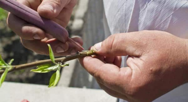Jak připravit řízky z jablek na jaře a kdy je čas na roubování, kam uložit